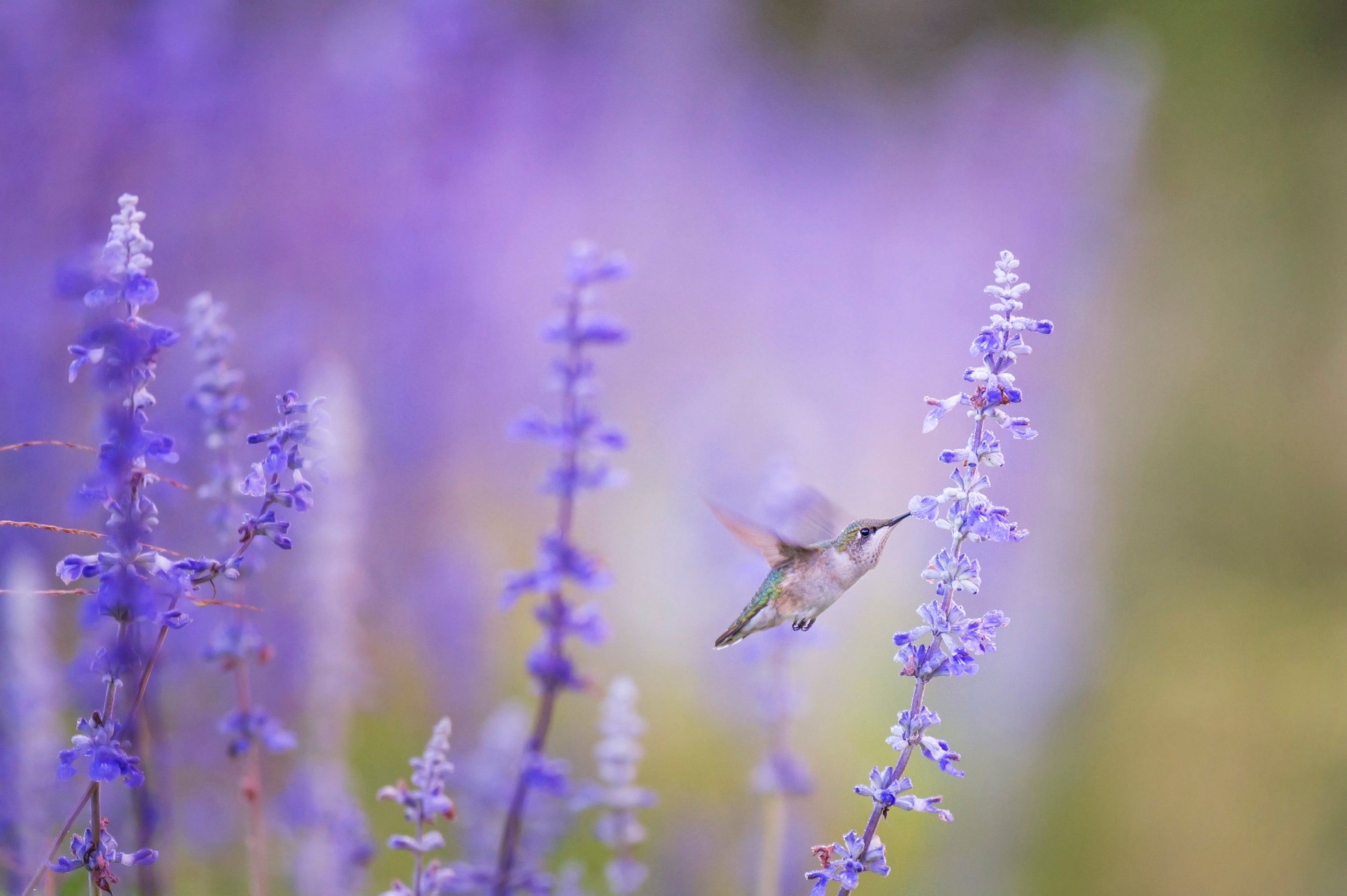 Bird savoring nectar from vibrant purple flowers, demonstrating the beauty of nature's symbiotic relationship between birds and flowering plants.